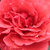 Roșu - Trandafir pentru straturi Grandiflora - Floribunda - Sammetglut®